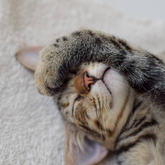 Die Vorteile von Zeolith für Katzen