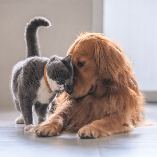 Schnelle Abhilfe bei Durchfall für deine Vierbeiner: Zeolith für Katze und Hunde